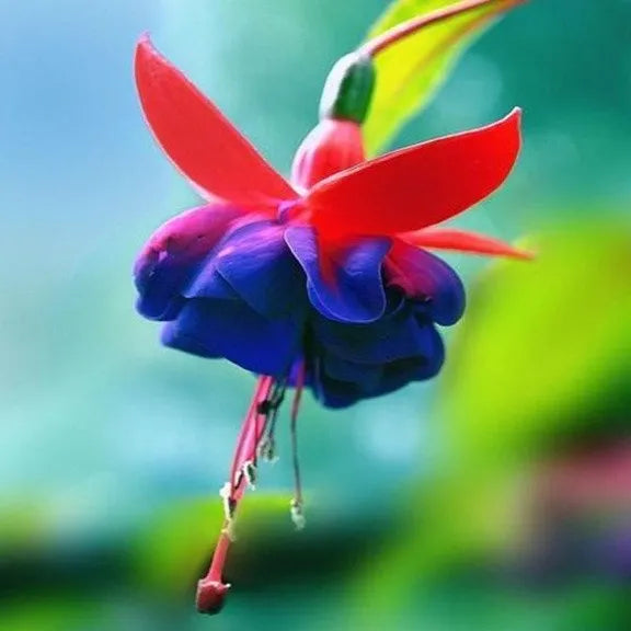 Hanging Bell Begonia Flower Seeds-Various colors available