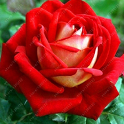 View 20 Pcs/bag Black Rose Flower Colorful Rose Petals Plant Seeds for Home Garden image 6