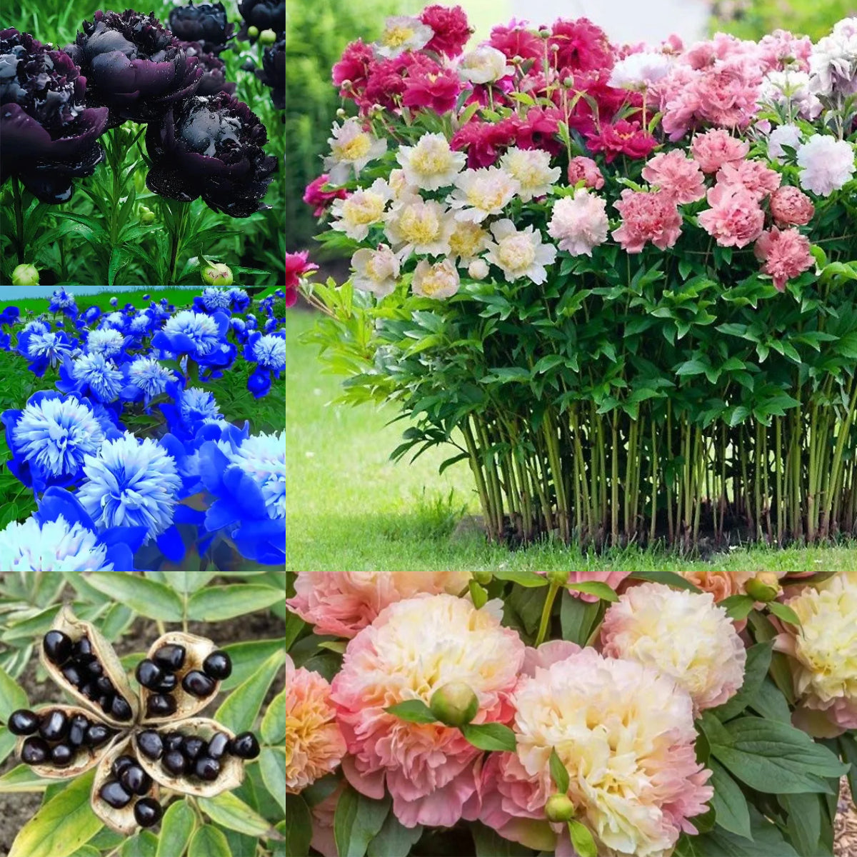 Colorful Peony Flower-Over 7 Colors