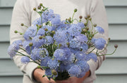 View Didiscus lacy lavender blue seeds image 1