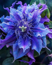 View 🌺 BEAUTIFUL PASSIONFLOWER SEEDS 🌿 image 5