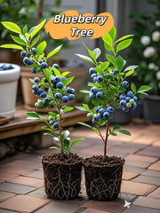 View King of Berries - Giant Blueberry Fruit Seeds - Four Seasons Plants image 3