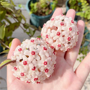View Hoya Seeds - Stars falling from the sky✨ image 1