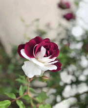 View Rare Twin Roses - Seeds image 3