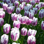 View Flaming Flag Triumph Tulip Seeds image 3