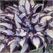 View Rare Multi-colored Hostas Seeds image 4