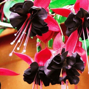 View 🧚🏼Fuchsia Flowers Seeds-Dancing Elf🪴Bonsai image 6