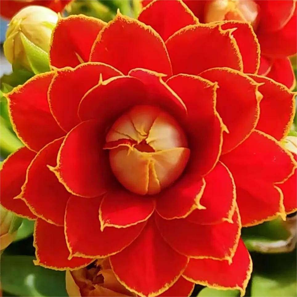 Golden Fox Longevity Flower Seeds