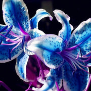 View Perfume Liliy Seeds Flower Garden Plant image 1
