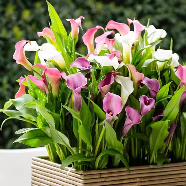 Calla Lily Bulbs – The Magical Bloom That Never Fails