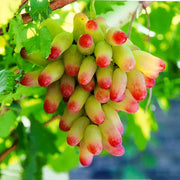 View Beauty Finger Grapes Seeds image 5