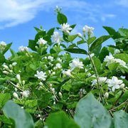 View Double Jasmine Seeds image 3