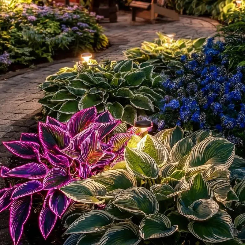 Mix Rare Hosta Flower Seeds