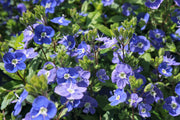 View Creeping Blue Speedwell Veronica Repens Groundcover Flower Seeds image 3