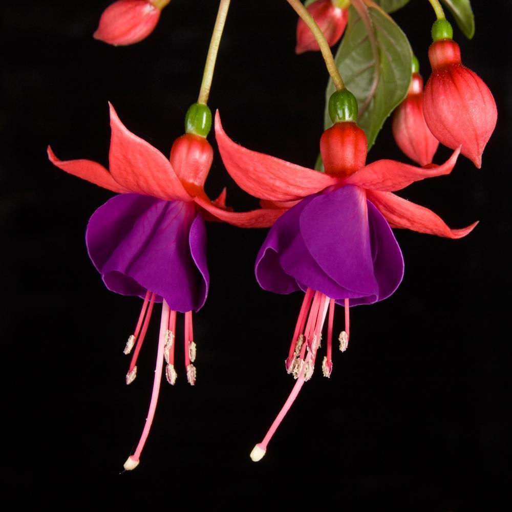 🧚🏼Fuchsia Flowers Seeds-Dancing Elf🪴Bonsai