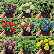 View MIX🪴Double-flowered Rose Orchid Bulbs-Cold-resistant and fragrant image 1
