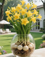 View 🌼Fragrant Freesia Bulbs – A Burst of Color and Scent in Every Bloom image 5