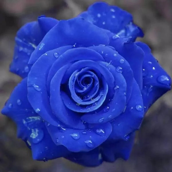 Twin rose seeds (high quality version)