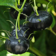 View 🎉Small Version Of Pumpkin🎃-Red Ginseng Seeds🍅 image 3