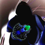 View Egrow 50 PCS Rare Black Orchid Flower Seeds Exotic Orchid Home Garden Bonsai Planting Seeds image 1