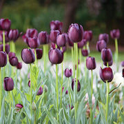 View Queen of the Night Tulip Seeds image 4
