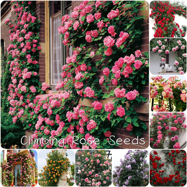 [3 days germination]🔥Last Day 49% OFF🌺Climbing Rose Seeds