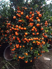 View 🍊Red Tangerine Seeds-Sweet, Juicy, Abundant Harvests image 1
