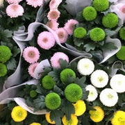 View 20 colorful ping pong chrysanthemum seeds image 5