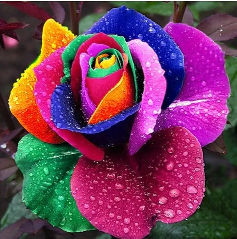 Twin rose seeds (high quality version)
