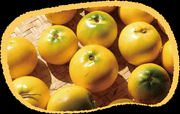 View Golden Fruit Seeds-Abiu Fruit-Pouteria Caimito image 5