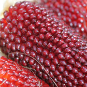 View 🍓&🌽Strawberry Corn seeds - 2023 popular seeds image 3