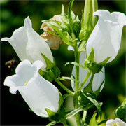 View Chimes Flowers Seeds image 2