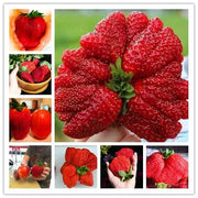 View 🍓Super Giant Strawberry Seeds – Grow Juicy, Extra-Large Strawberries! image 1
