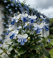 View 🌌 Blue Butterfly Flower Seeds – Bring the sky into your garden! image 2
