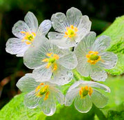 View Crystal Flower Seeds image 2