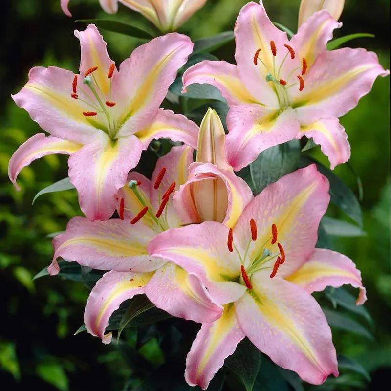 Aurora Lily-Rare Exquisite Lily Bulbs 🌸