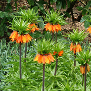View Fritillaria Crown Imperial Aurora image 5