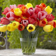 View 100 x Darwin Hybrid Mix Tulip Seeds image 3