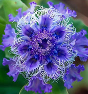 View 🌺 BEAUTIFUL PASSIONFLOWER SEEDS 🌿 image 3