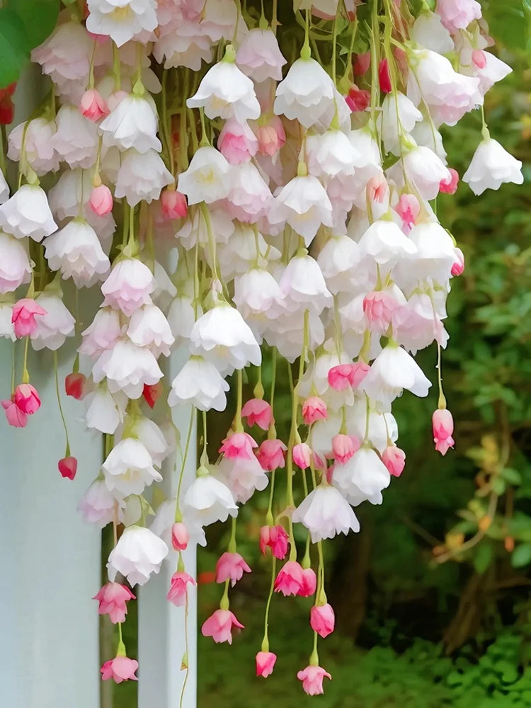 Weeping Begonia Seeds-Malus halliana