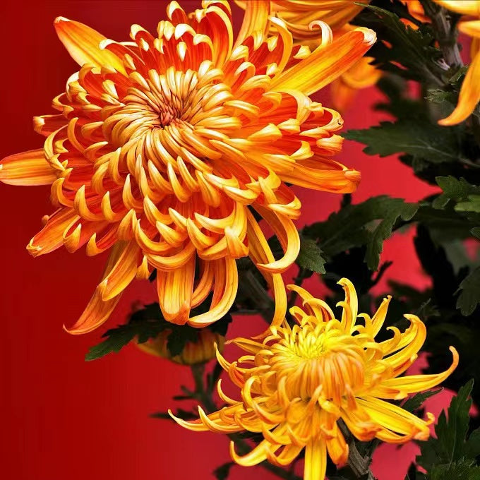 Beautiful Rare Golden Daisy🌻Easy