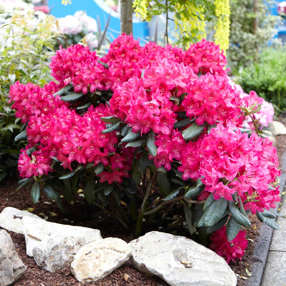 Stunning Azaleas – Red, Pink, White & Dreamy Mixed Colors | Four-Season Garden Delight