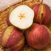 View Pyrus pyrifolia 'Nijisseiki'🌈Rainbow Pear Seeds image 3