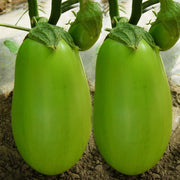 View 🍆 Green Can Eggplant Seeds - A Flavorful and Nutritious Garden Gem! image 6