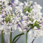 View Agapanthus africanus 'Fireworks' image 1