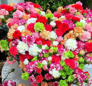 View Double-Flowered Mixed Carnation Seeds image 5