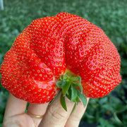 View 🍓Super Giant Strawberry Seeds – Grow Juicy, Extra-Large Strawberries! image 6