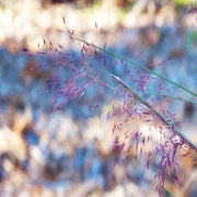 View 100Pcs Muhlenbergia Capillaris image 4