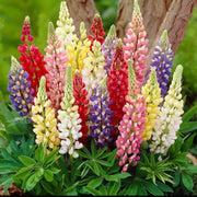 View LUPINE FLOWER SEEDS image 1