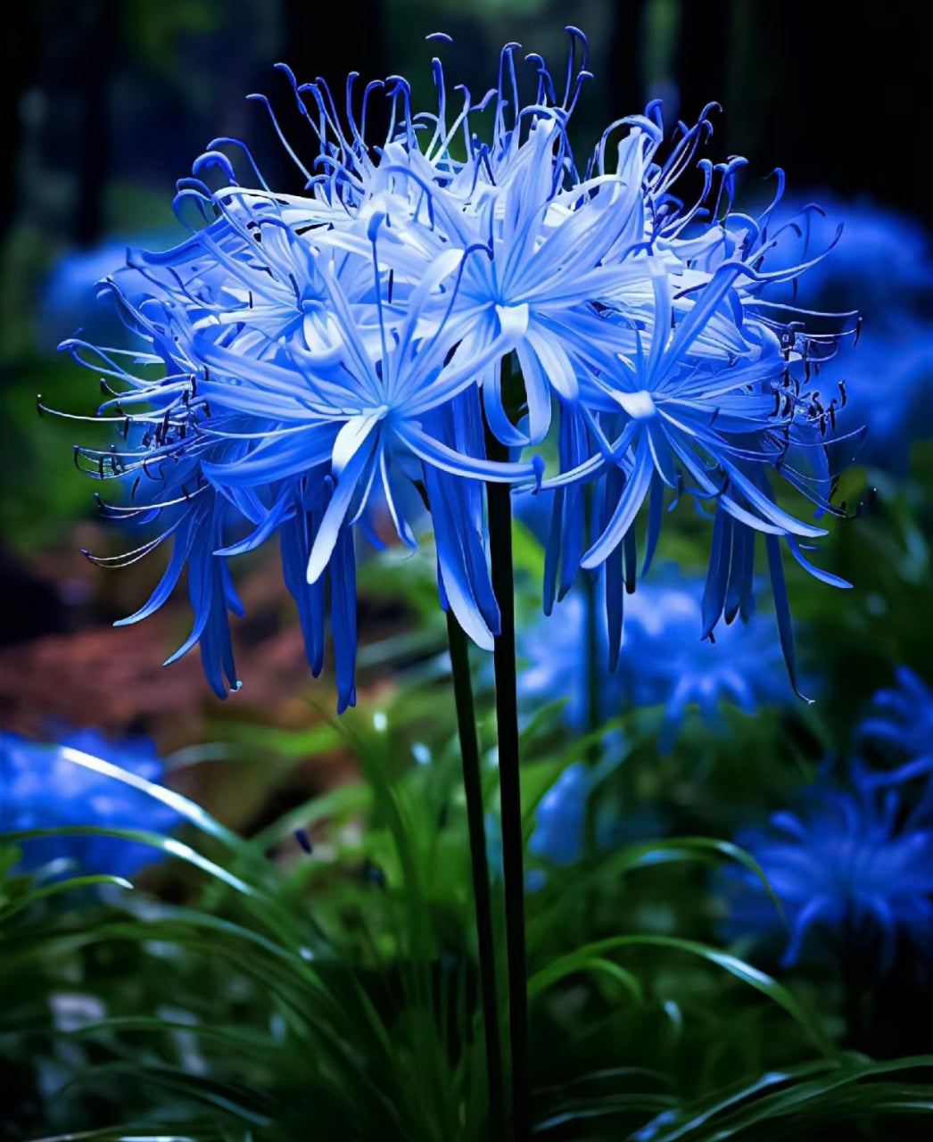 Spider Lily Bulbs-Multicolor🌈